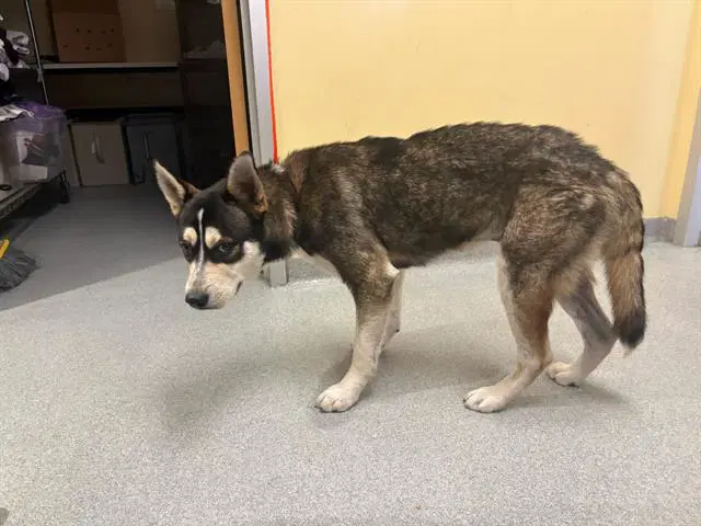 Eli - Siberian Husky