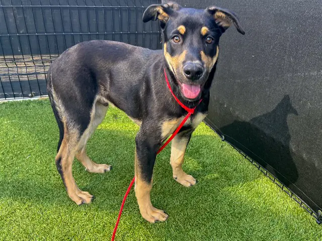 Pippin - German Shepherd Dog