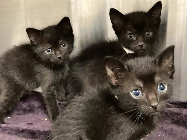 Unknown - Domestic Short Hair
