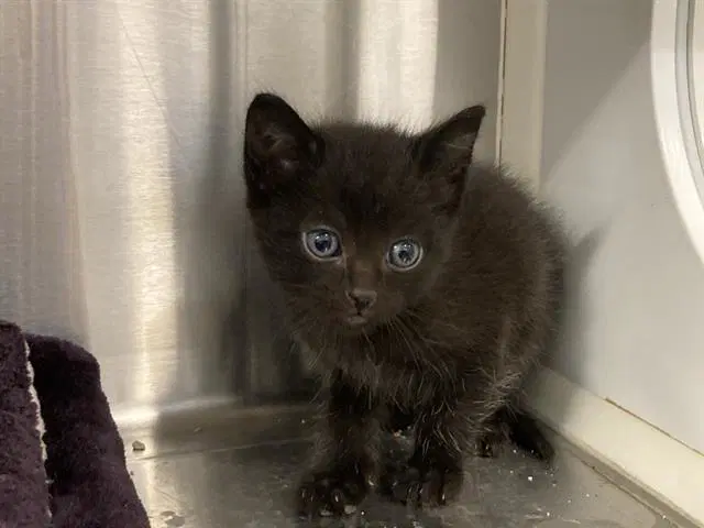 Unknown - Domestic Short Hair