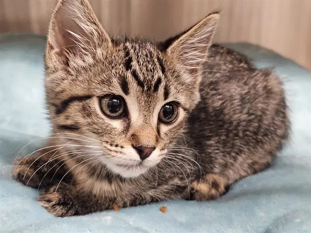 Chloe - Domestic Short Hair