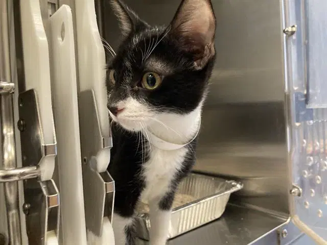 Cosmo - Domestic Short Hair