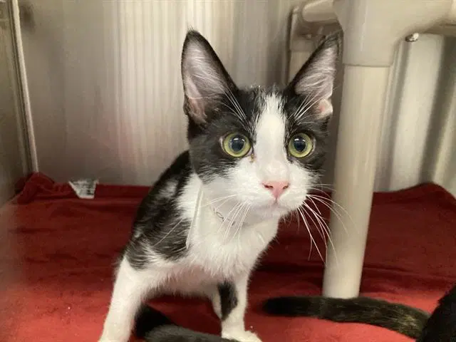 Chester - Domestic Short Hair