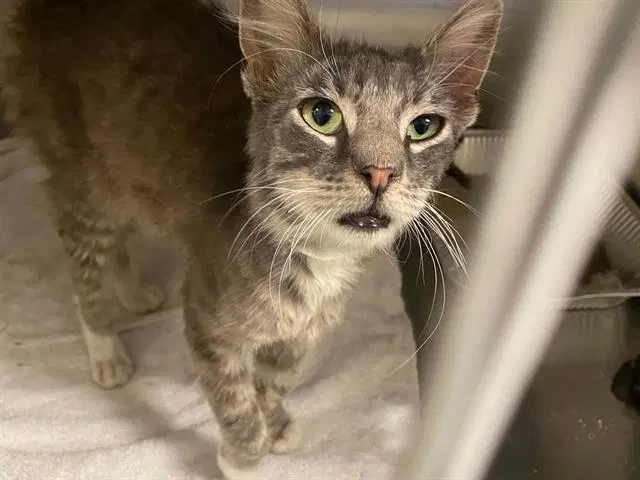 Champ - Domestic Medium Hair