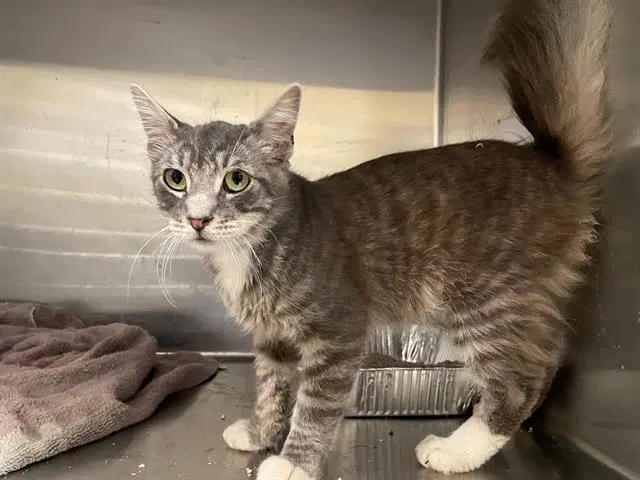 Champ - Domestic Medium Hair