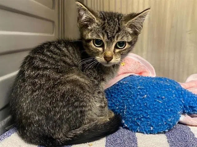 Cedar - Domestic Short Hair