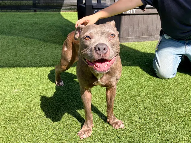 Beabadoobee - Pit Bull Terrier