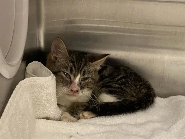 Kerry - Domestic Short Hair