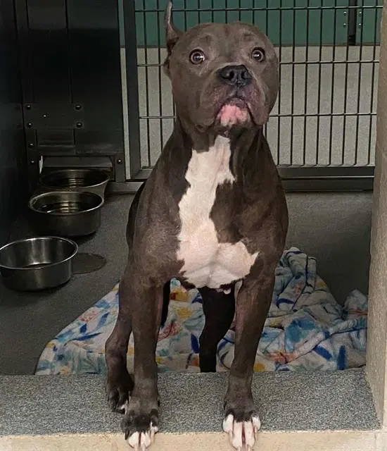 Scout - Pit Bull Terrier