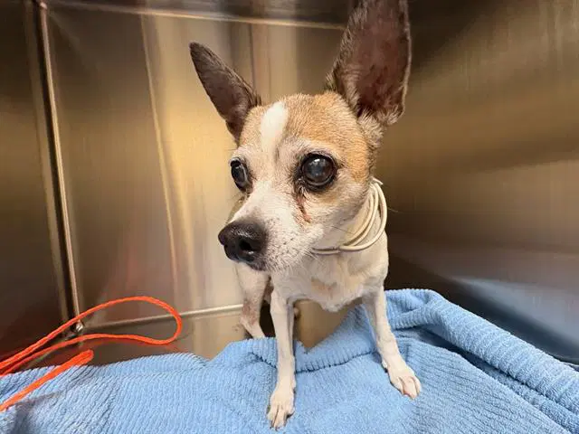 Eleanor - Chihuahua