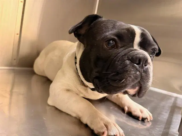 Lil Dipper - Bulldog