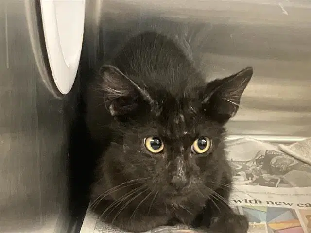 Torque - Domestic Short Hair