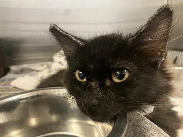 Stover - Domestic Medium Hair