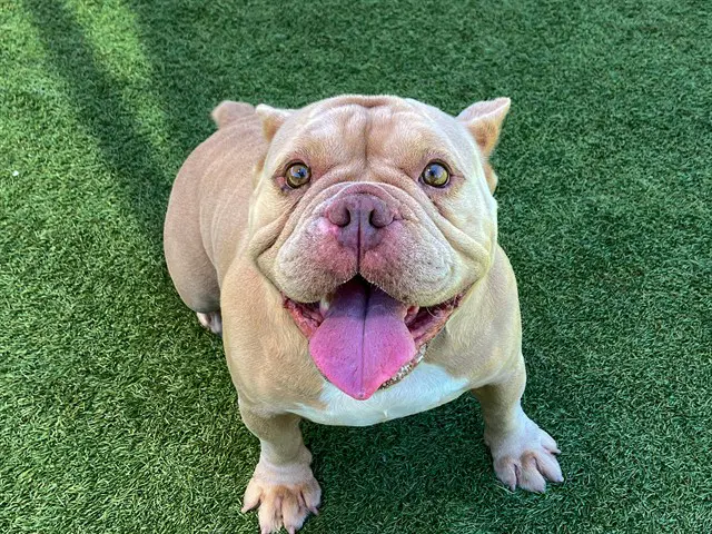 Aimee - French Bulldog