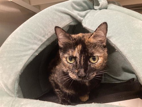 picture of the cat needing adoption