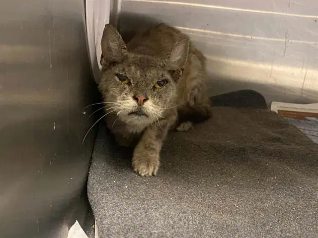 Chartreux - Domestic Short Hair