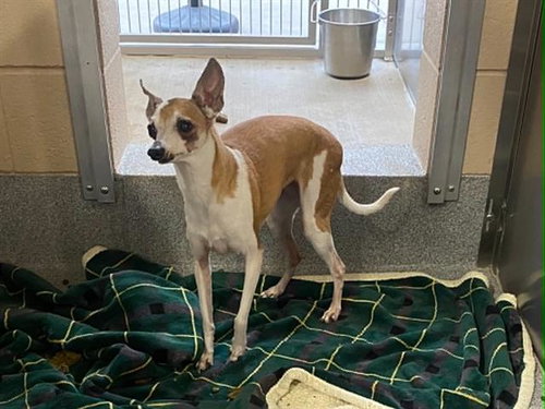 BELLA - Italian Greyhound available for adoption