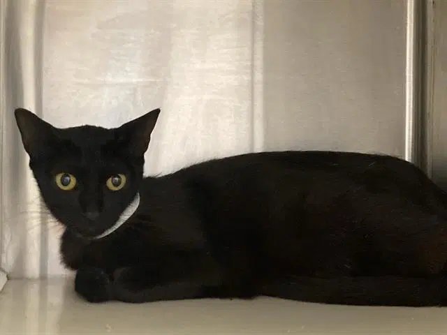 Ruth - Domestic Short Hair
