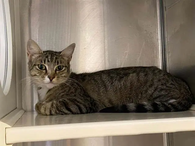 Harriet - Domestic Short Hair