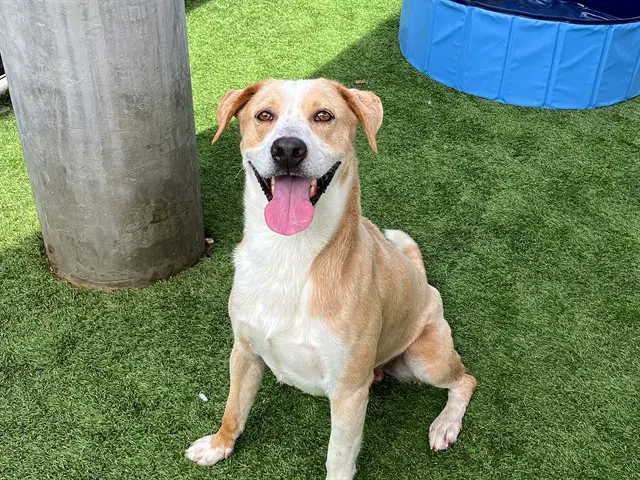 Growlithe - English Pointer