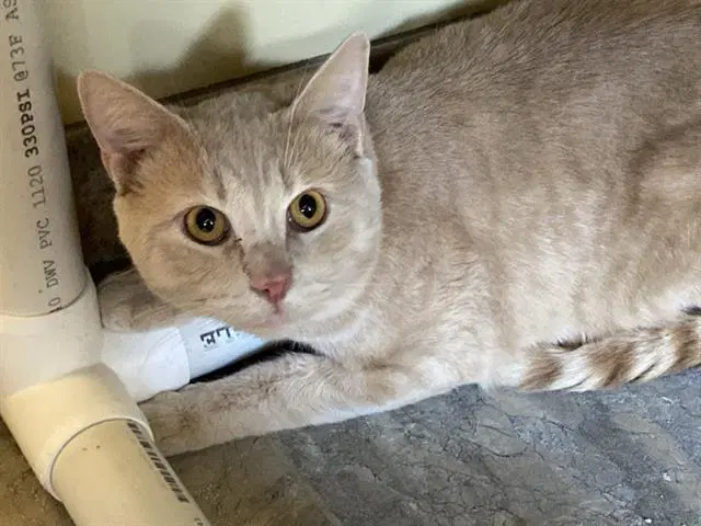 Phineas - Domestic Short Hair
