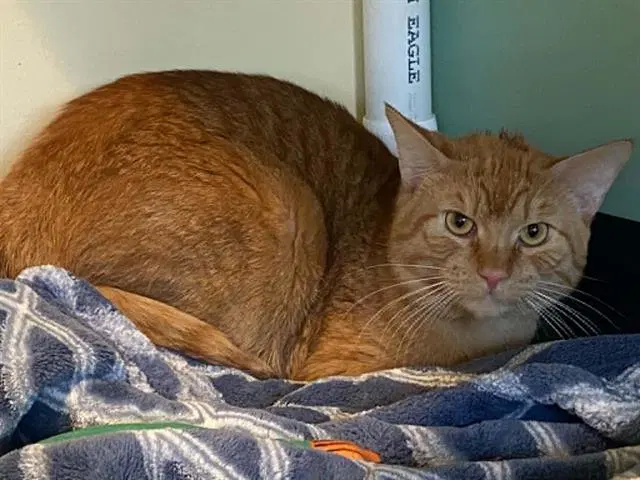 Ferb - Domestic Short Hair