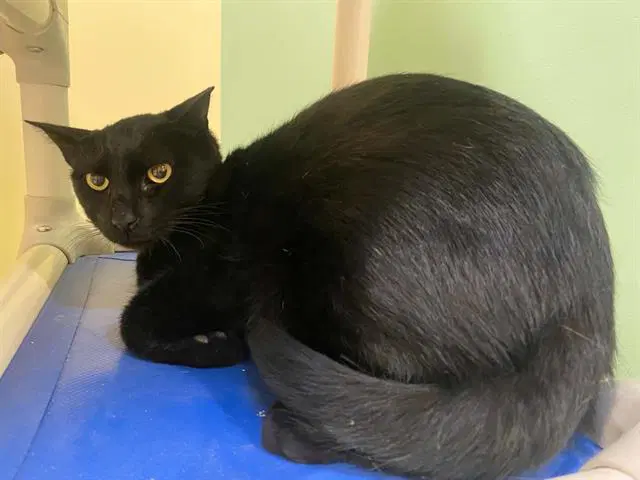 Dallas - Domestic Short Hair