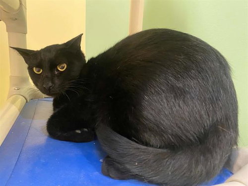 DALLAS, a cat for adoption from Orange County Animal Care Center