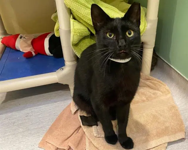 Zorg - Domestic Short Hair