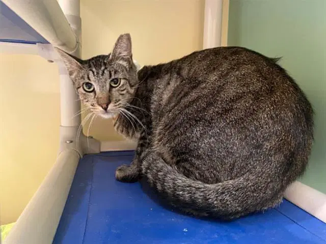Korben - Domestic Short Hair