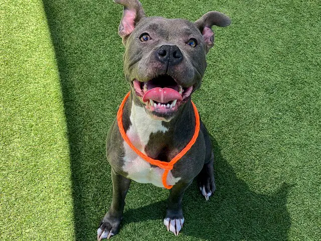 Scout - Pit Bull Terrier