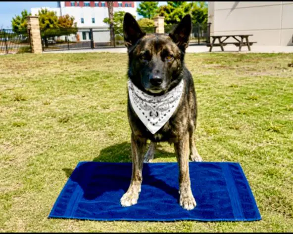 Lobo - German Shepherd Dog