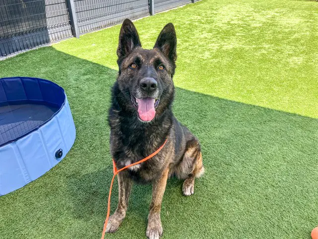 Lobo - German Shepherd Dog
