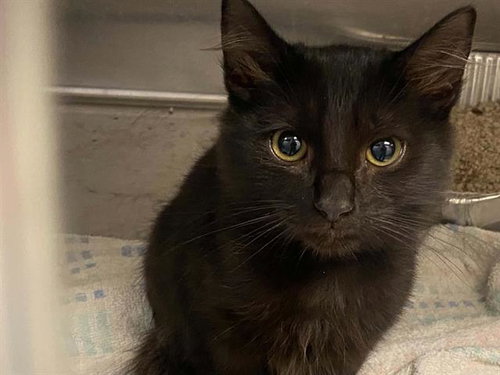 PERU, a cat for adoption from Orange County Animal Care Center