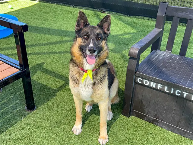 Delgado - German Shepherd Dog