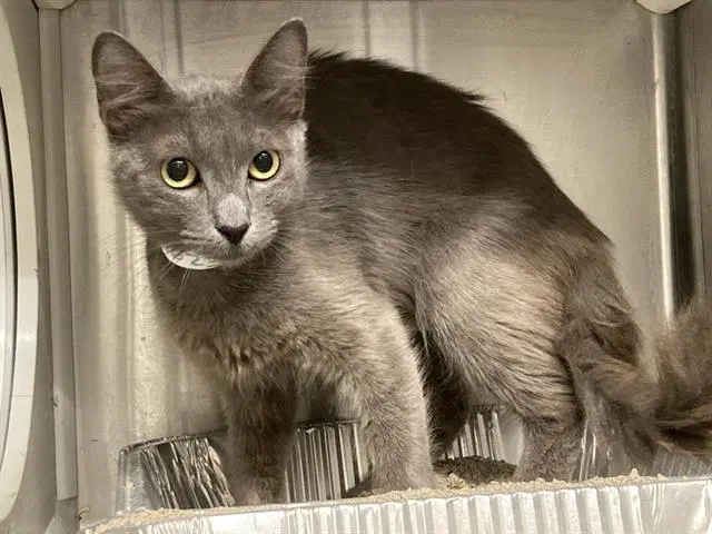 Sally - Domestic Medium Hair