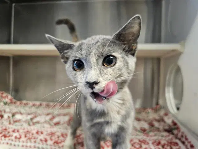 Rhaena - Domestic Short Hair