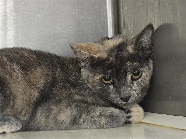 Ripples - Domestic Short Hair