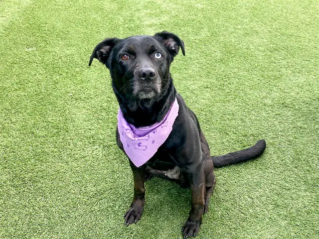Tessa - Labrador Retriever