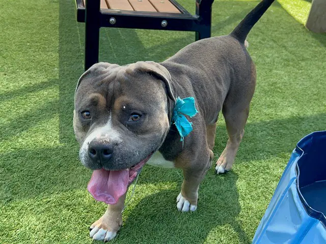 King Koopa - American Bulldog