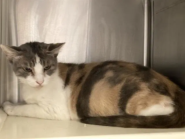 Lalailri - Domestic Short Hair