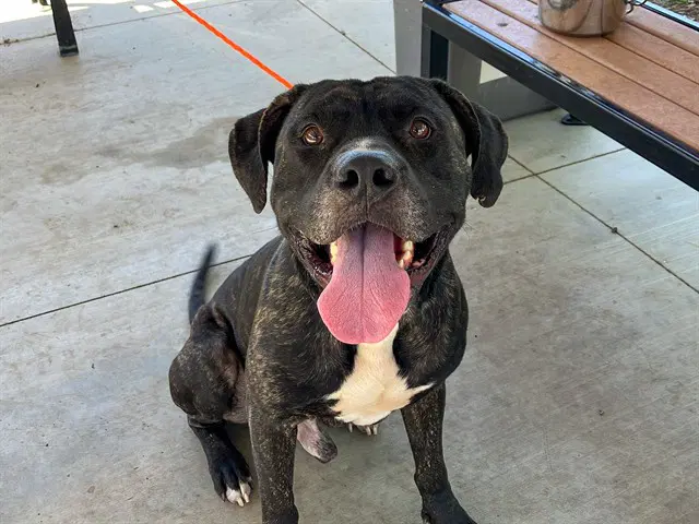 Kong - Pit Bull Terrier