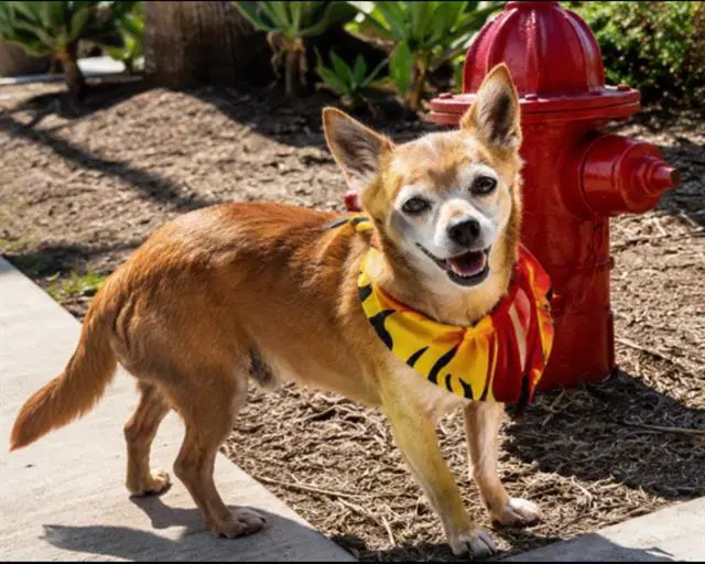 Vinny - Chihuahua
