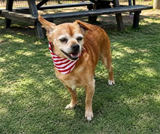 Vinny - Chihuahua