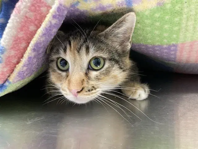 Katia - Domestic Short Hair