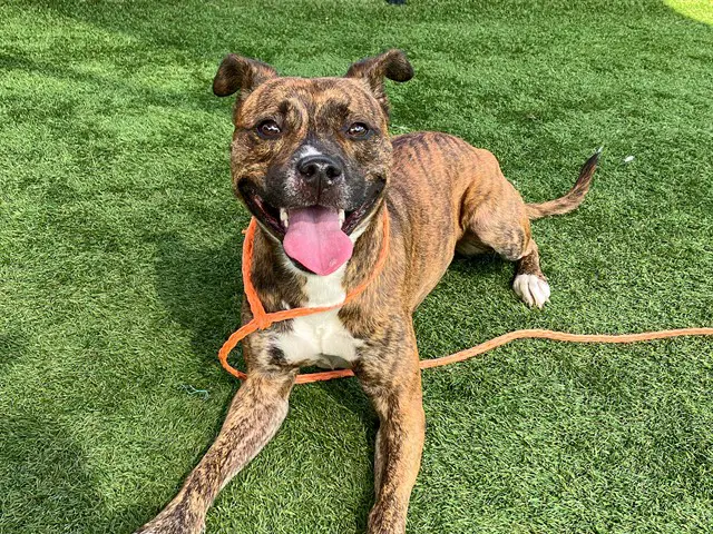 Turnip - Pit Bull Terrier