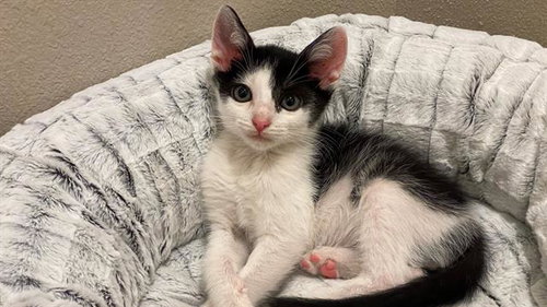 picture of the cat needing adoption