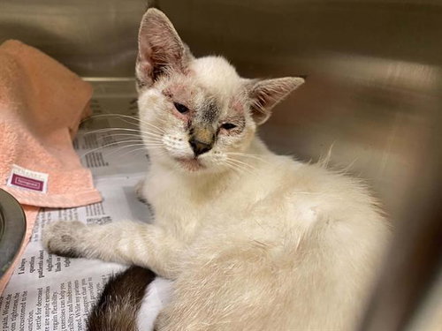 picture of the cat needing adoption