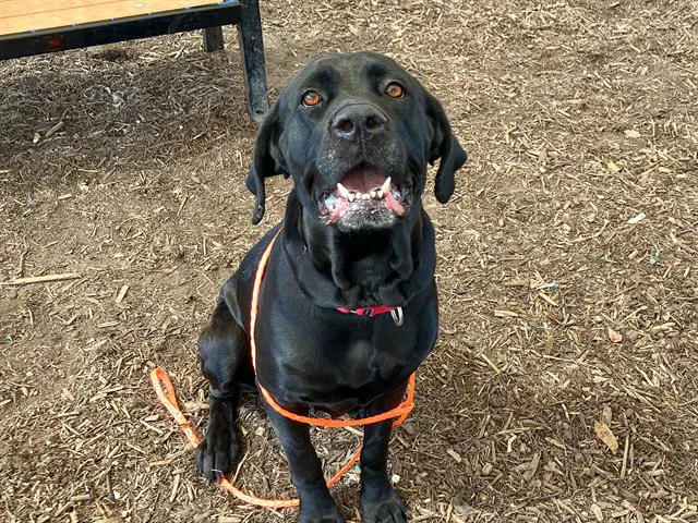 Dollop - Cane Corso Mastiff