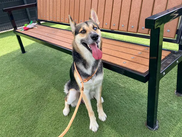 Sonny - German Shepherd Dog